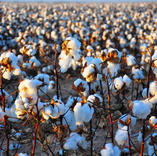 Non Perderti i Nuovi Tessuti in Cotone Giza 87