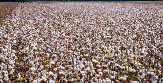 Il cotone Sea Island